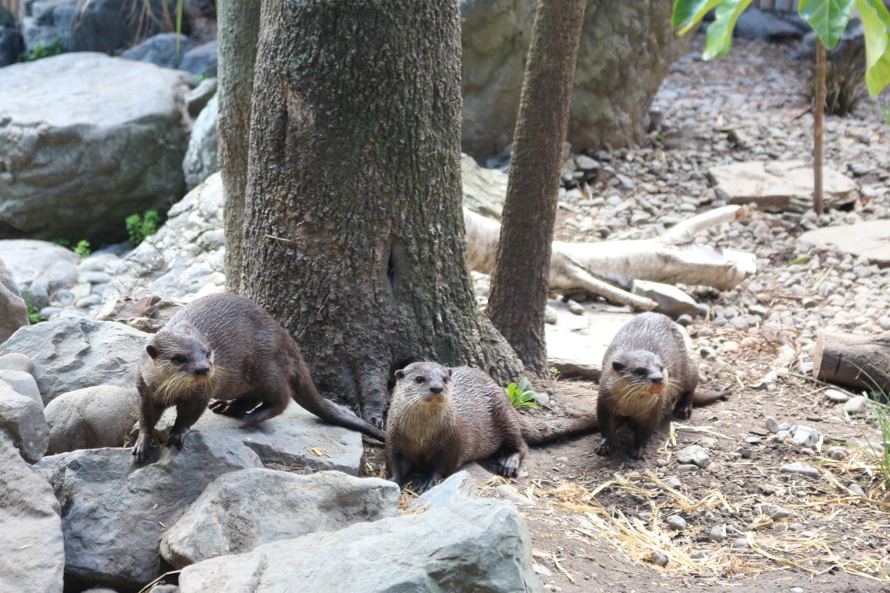 Otter Close Encounter Gift Card