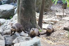 Otter Close Encounter Gift Card