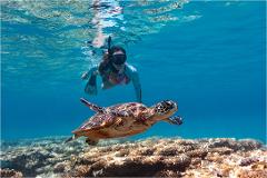 2 Day Reef and Whale package: Lady Musgrave Full Day Island Tour & Bundaberg 1/2 Day Whale Watching