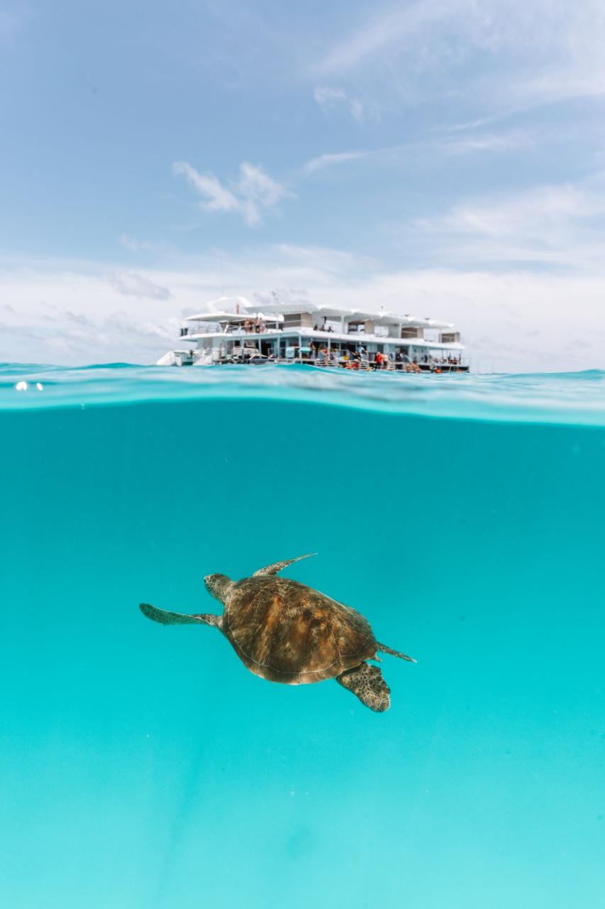 Lady Musgrave Island Full Day Tour Departing Bundaberg - From April ...