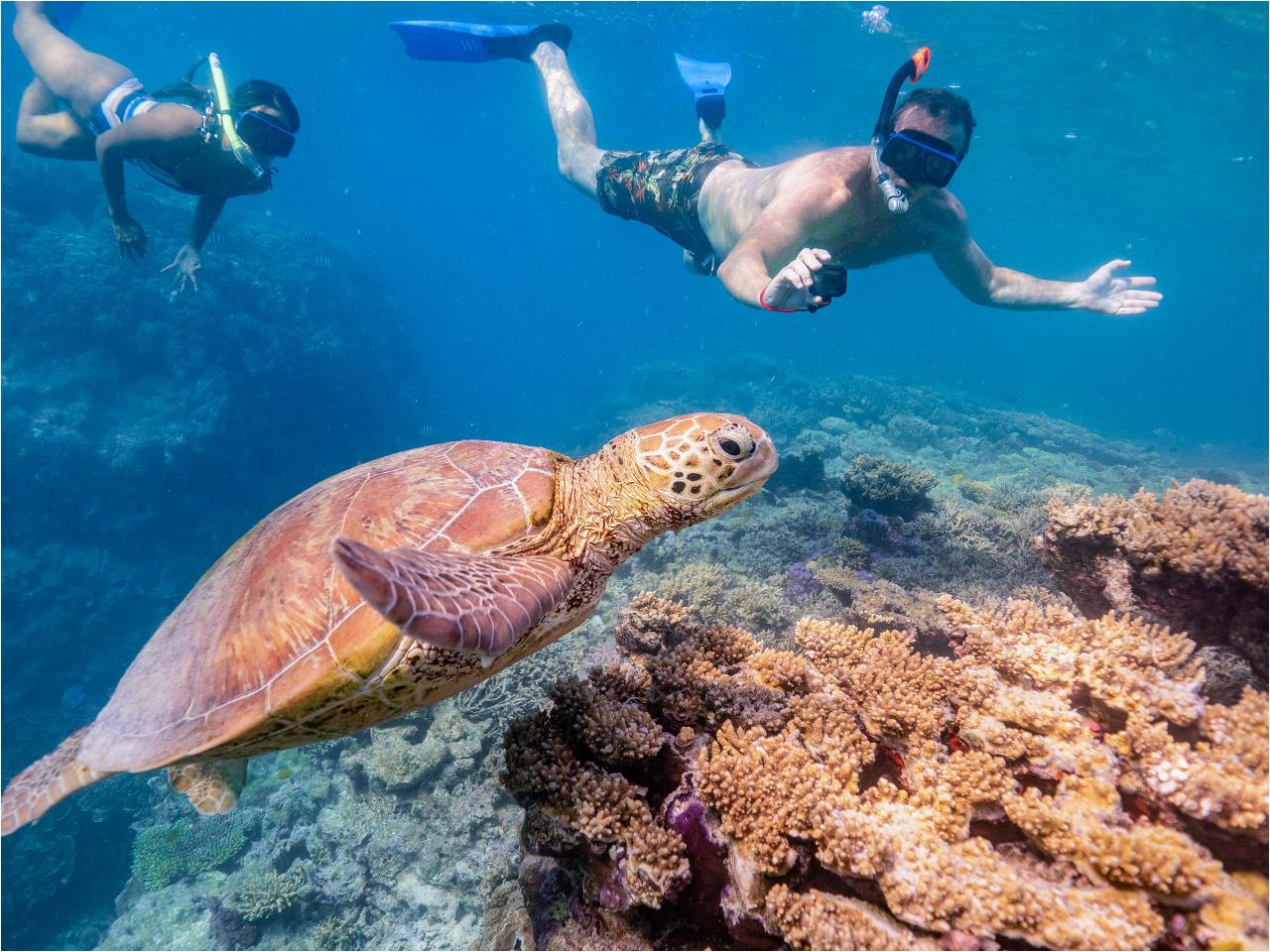 LADY MUSGRAVE ISLAND DAY TOUR - MAIN EVENT & REEF SANCTUARY PONTOON ...