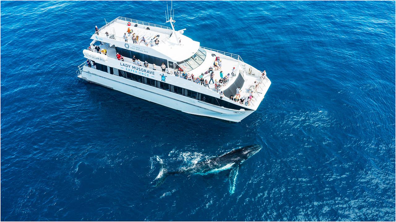 Whale Watching Half-day Tour Departing Bundaberg Port Marina from July 2024