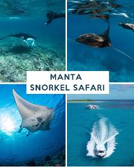 MANTA SNORKEL SAFARI - LADY MUSGRAVE OUTER REEF (MAY - OCT)