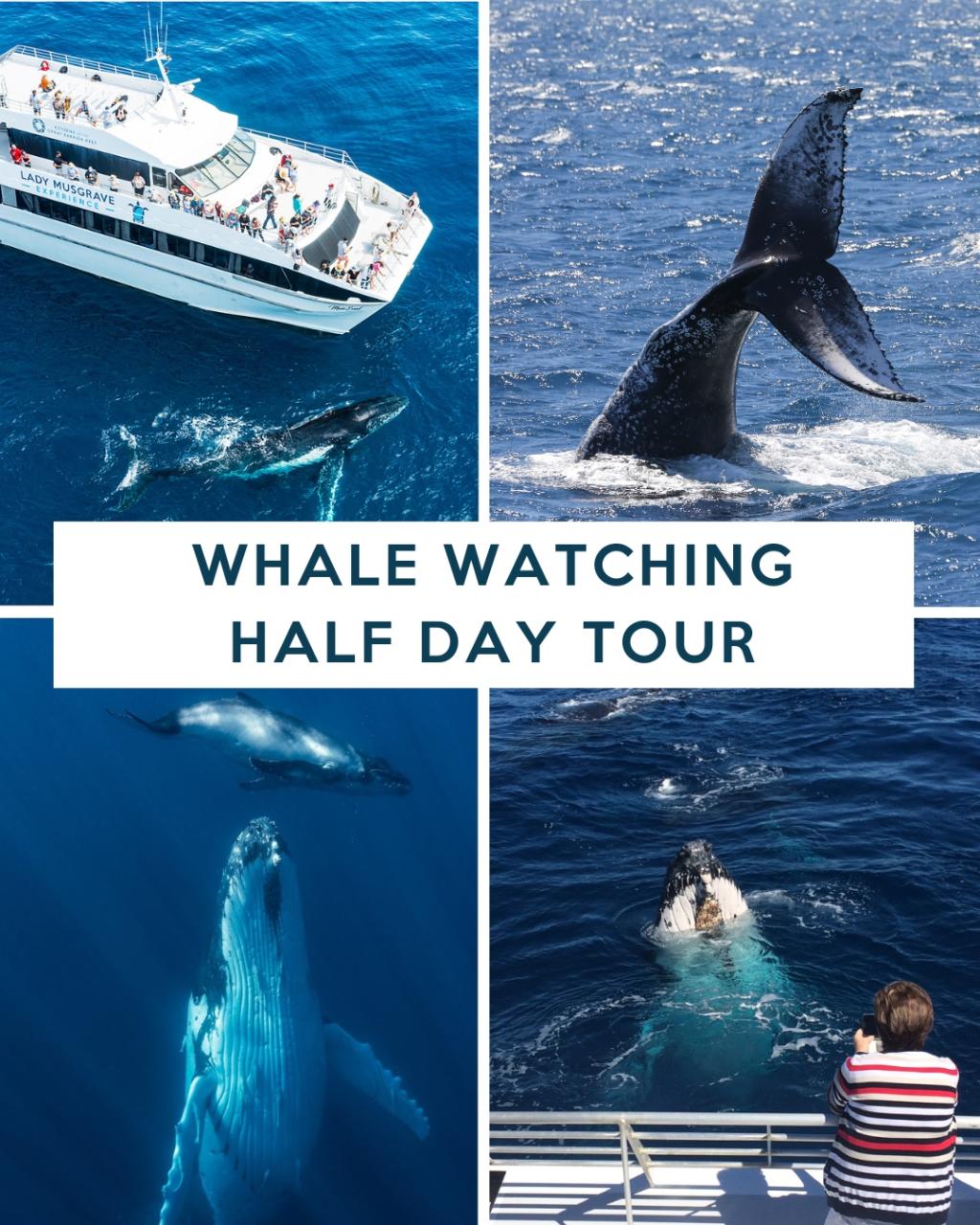WHALE WATCHING HALF DAY TOUR DEPARTING BUNDABERG PORT (JULY - OCTOBER)
