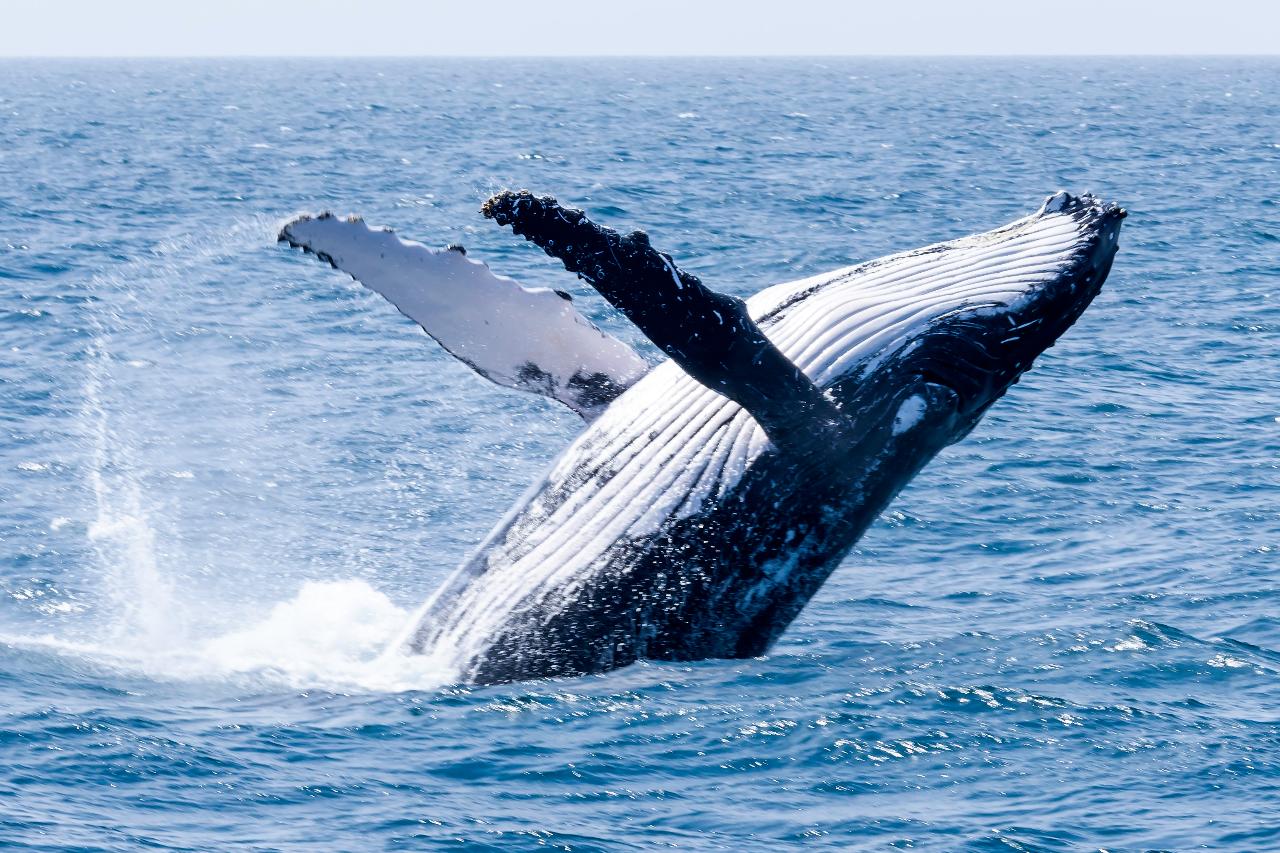 zzzz 2022 DO NOT USE - Whale Watching Season Pass 2022