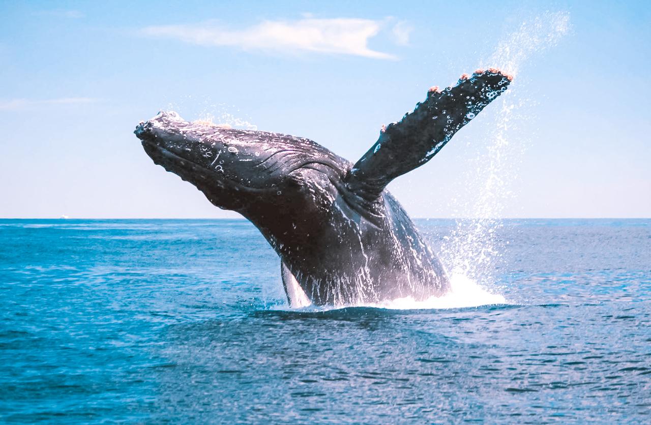 Whale Watching Season Pass 2024 - PreSeason Sale