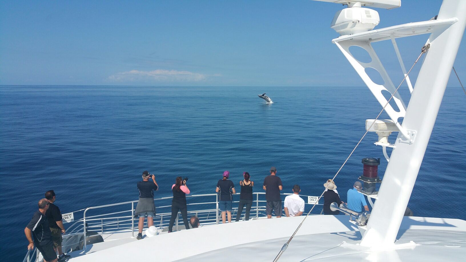 Australia Whale Experience: 1/2 Day Whale Watching Tour From July 2022 - Departs Bundaberg