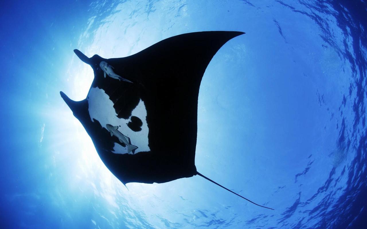 Outer Reef Double Dive Adventure at Lady Musgrave Island 