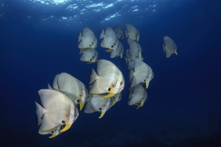 DISCOVER SCUBA DIVE at COOK ISLAND MARINE RESERVE