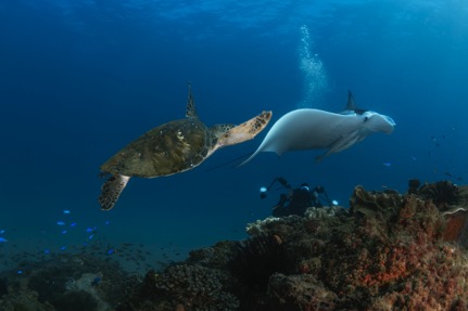 DISCOVER SCUBA DIVE at COOK ISLAND MARINE RESERVE