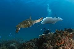 SNORKELING at COOK ISLAND MARINE RESERVE 