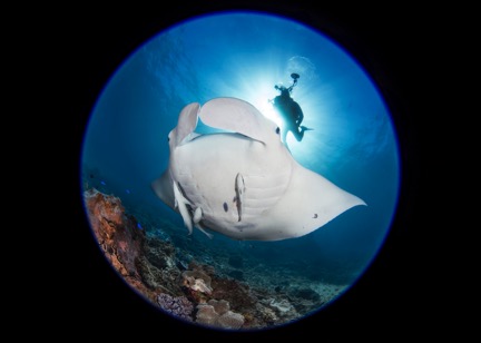 DISCOVER SCUBA DIVE at COOK ISLAND MARINE RESERVE