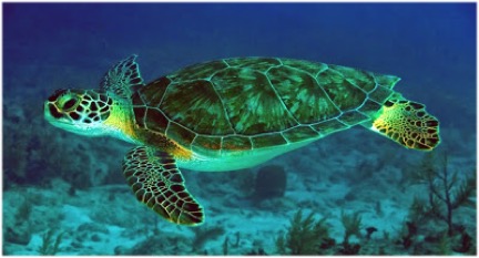 DISCOVER SCUBA DIVE at COOK ISLAND MARINE RESERVE