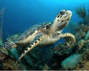 DISCOVER SCUBA DIVE at COOK ISLAND MARINE RESERVE