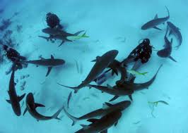 MASTER SCUBA DIVER COURSE