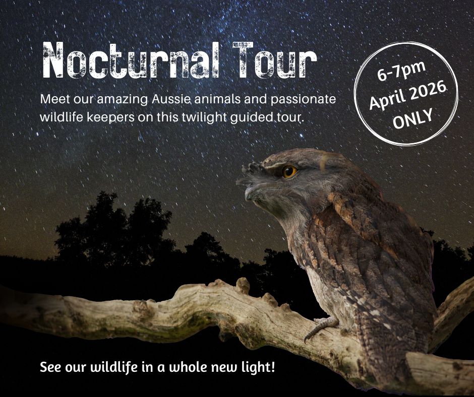 Nocturnal Wildlife Tour