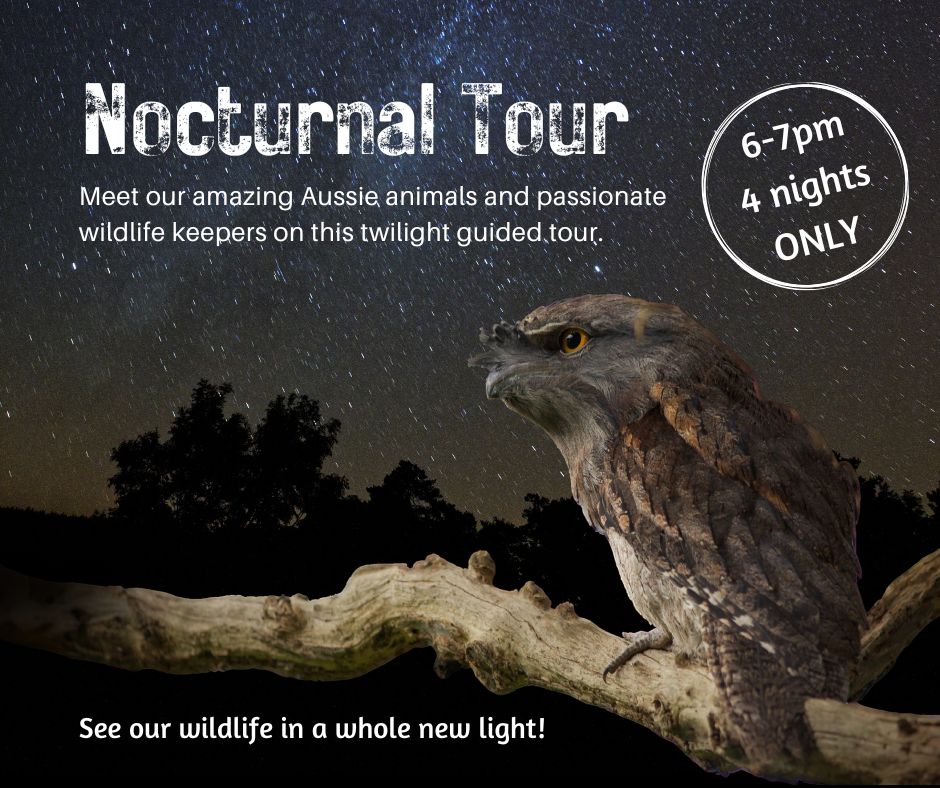 Nocturnal Wildlife Tour