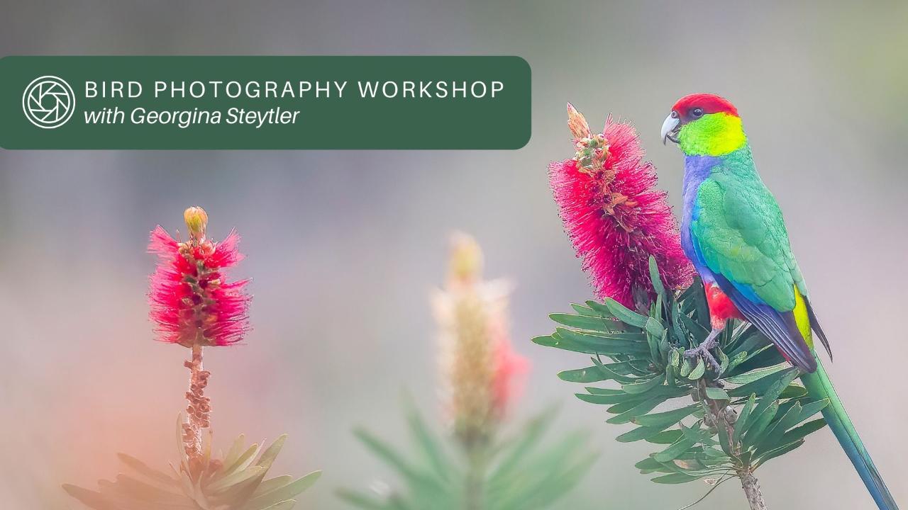 Bird Photography Workshop with Georgina Steytler
