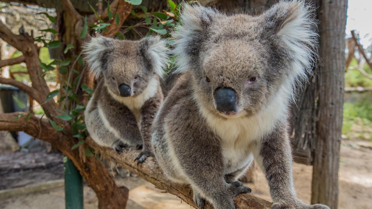 Cleland Wildlife Park Experience