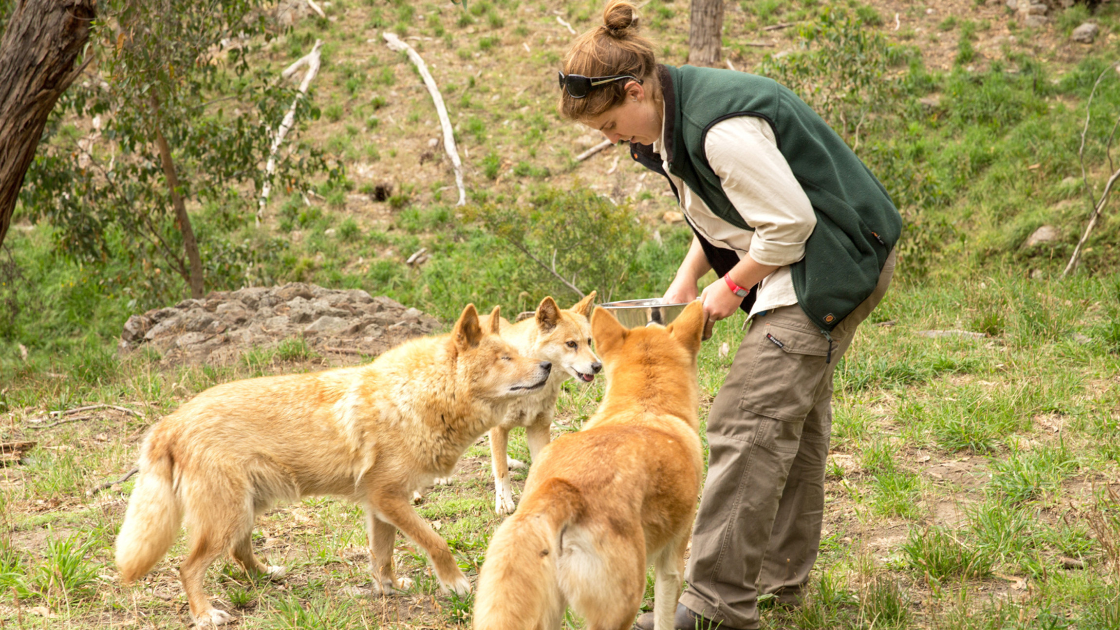 Cleland Wildlife Park Experience