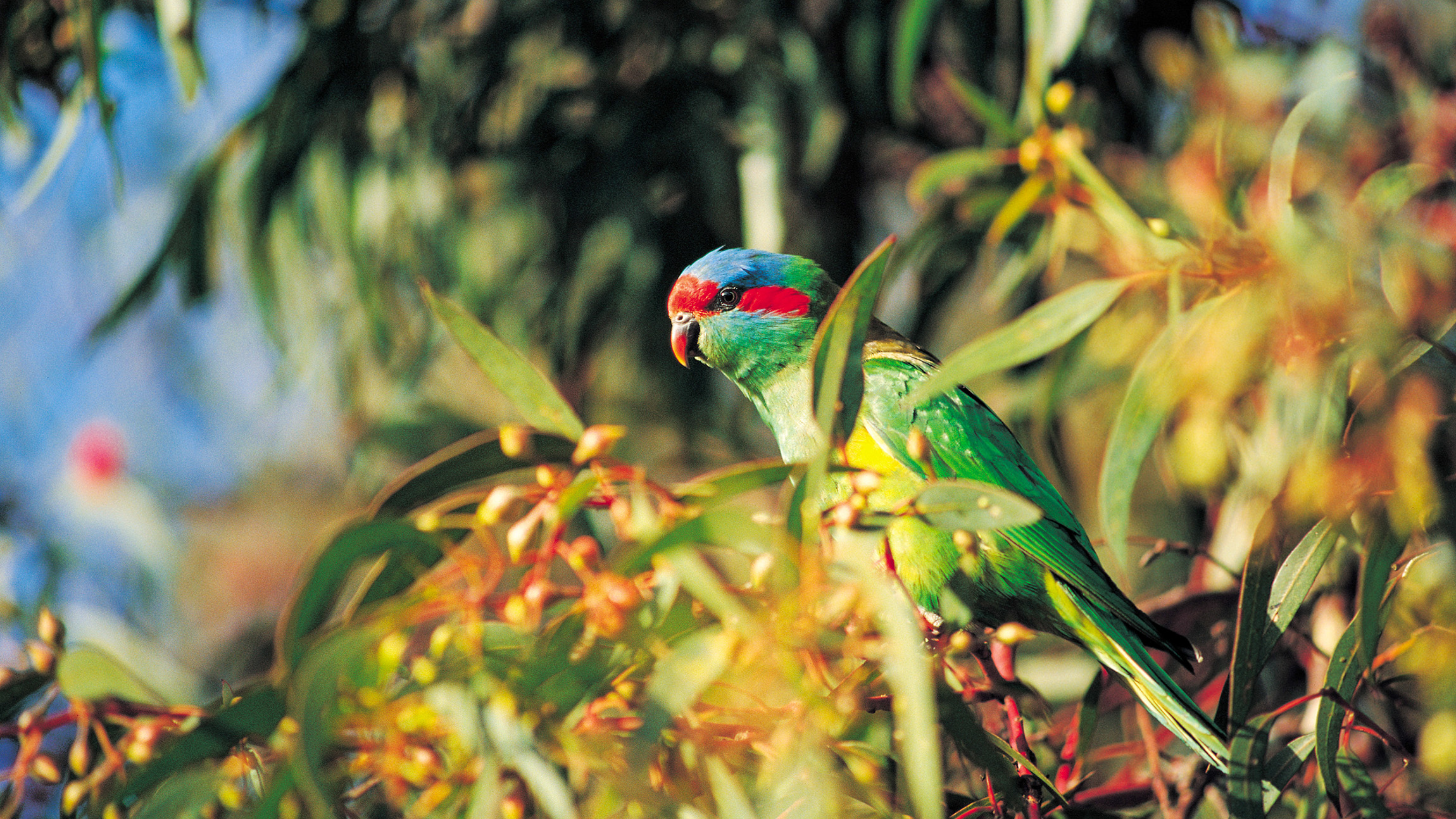 Cleland Hike and Wildlife