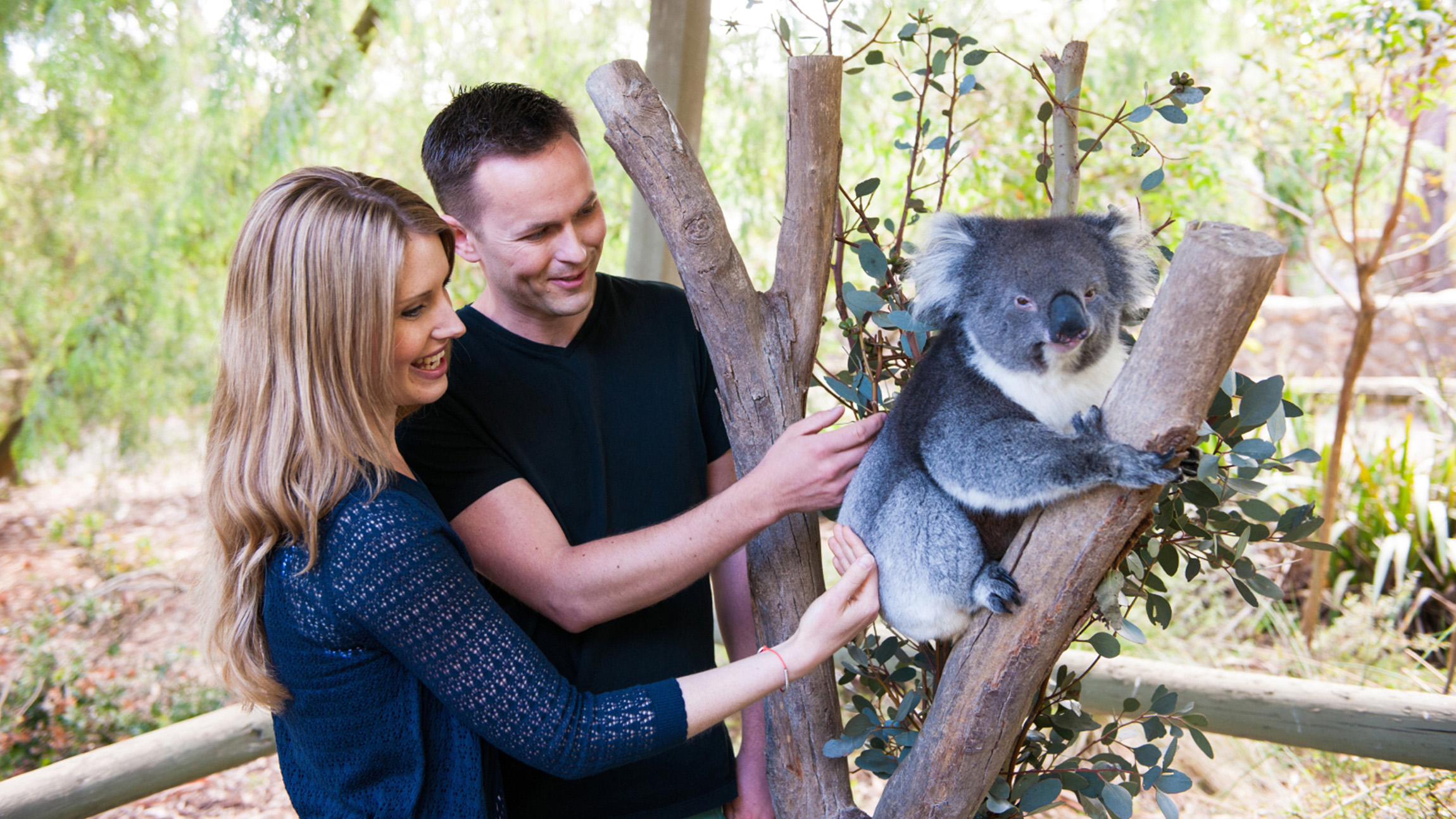 Adelaide: Immersive Cleland Wildlife Park Experience with Return Hotel ...