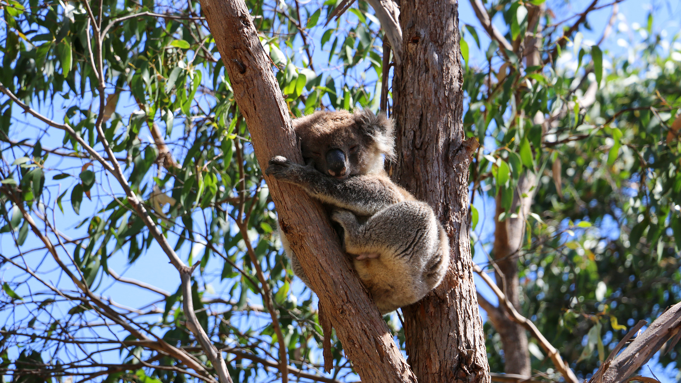 Morialta Wilderness and Wildlife Hike