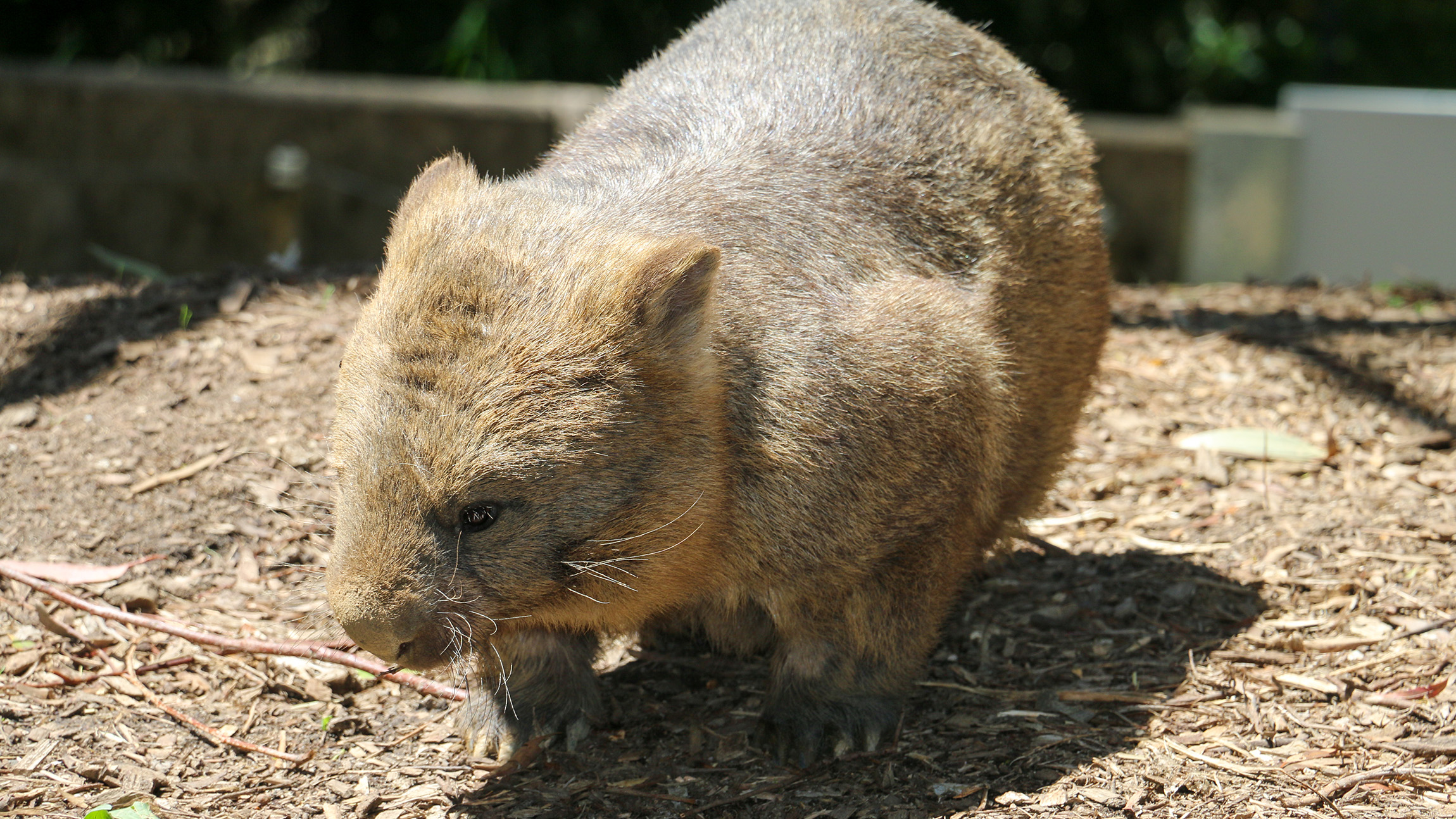 Cleland Wildlife Park Experience