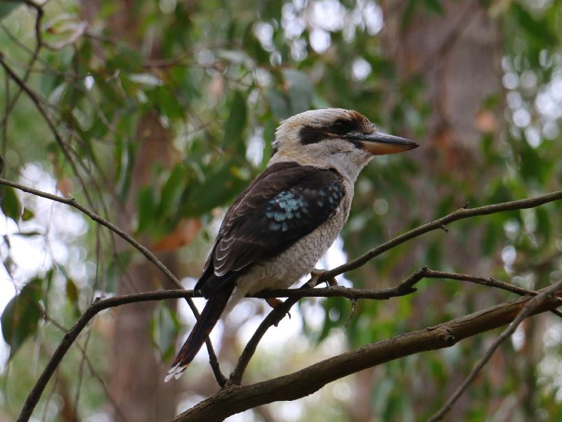 Morialta Wilderness and Wildlife Hike