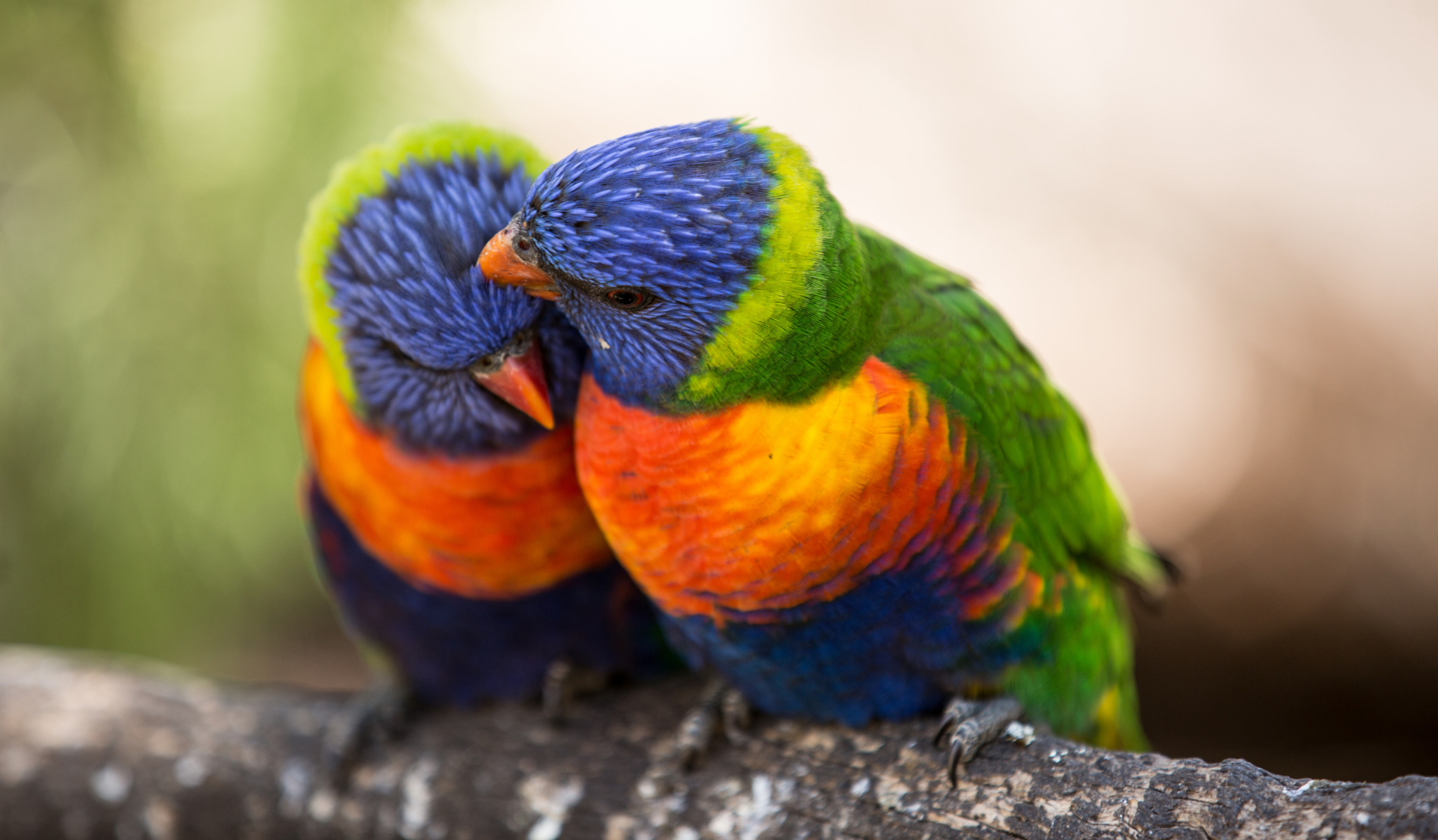 Morialta Wilderness and Wildlife Hike