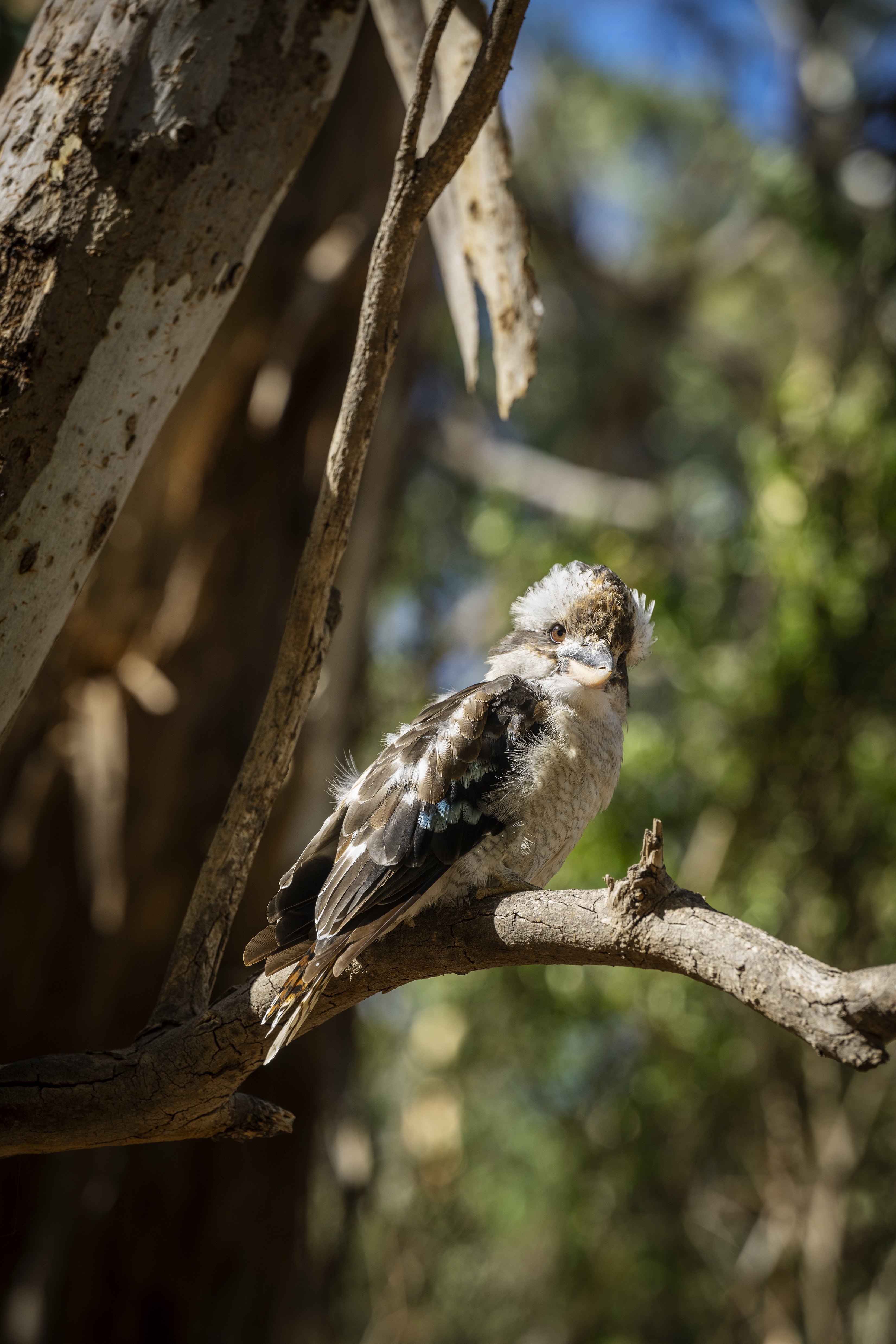 Morialta Wilderness and Wildlife Hike