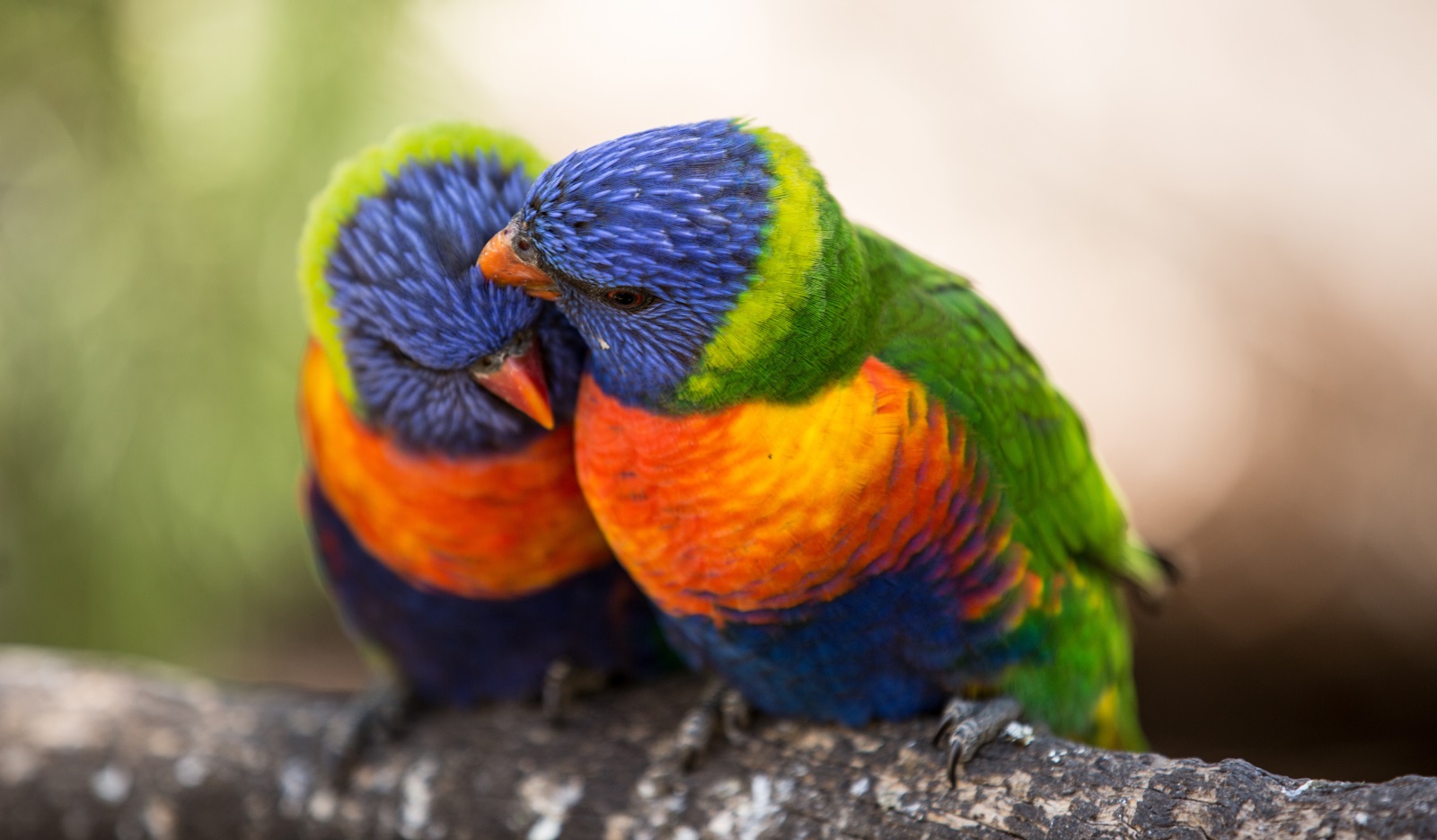 Waterfall Gully Hike