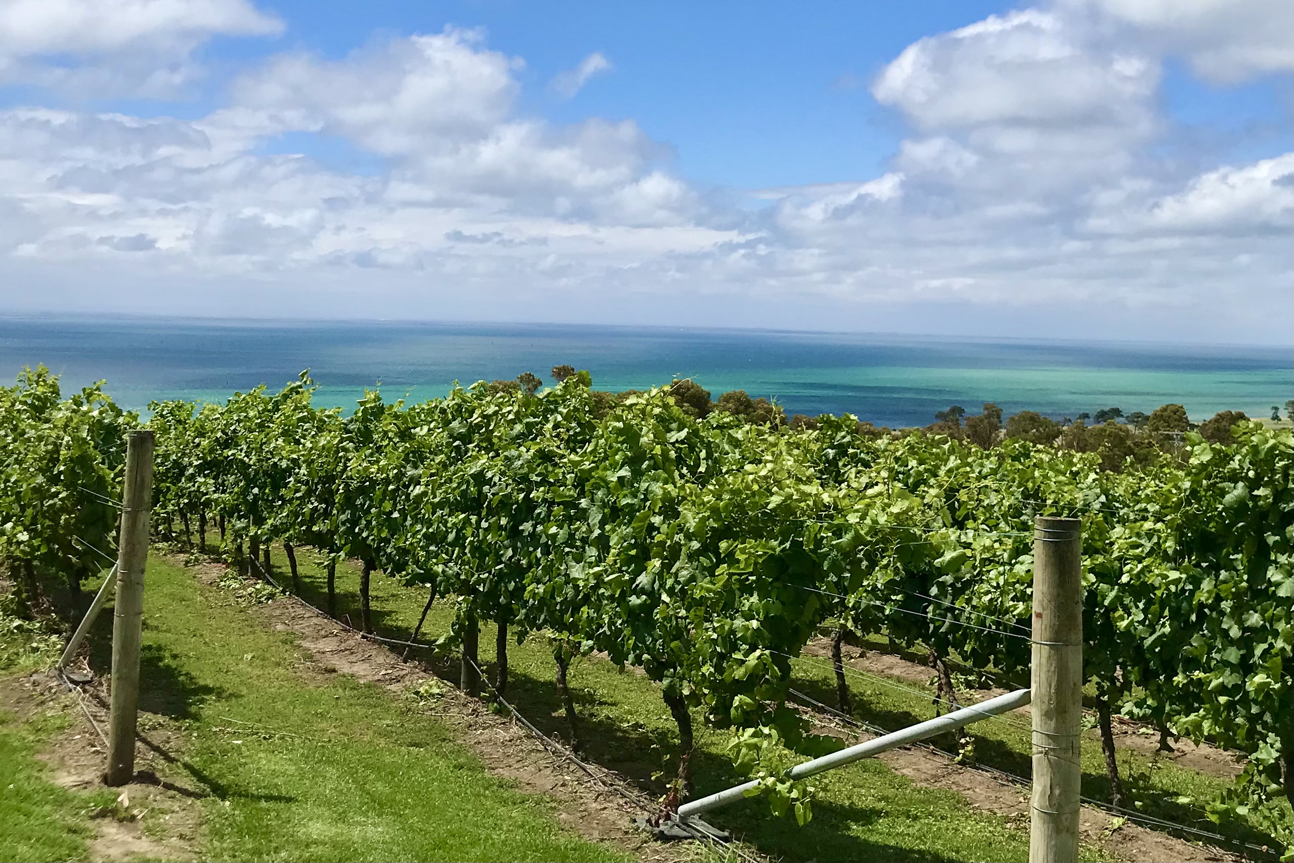 Greater Geelong & The Bellarine | Bellarine Rail Trail  | Self-Guided Food & Wine Bike Tour Package