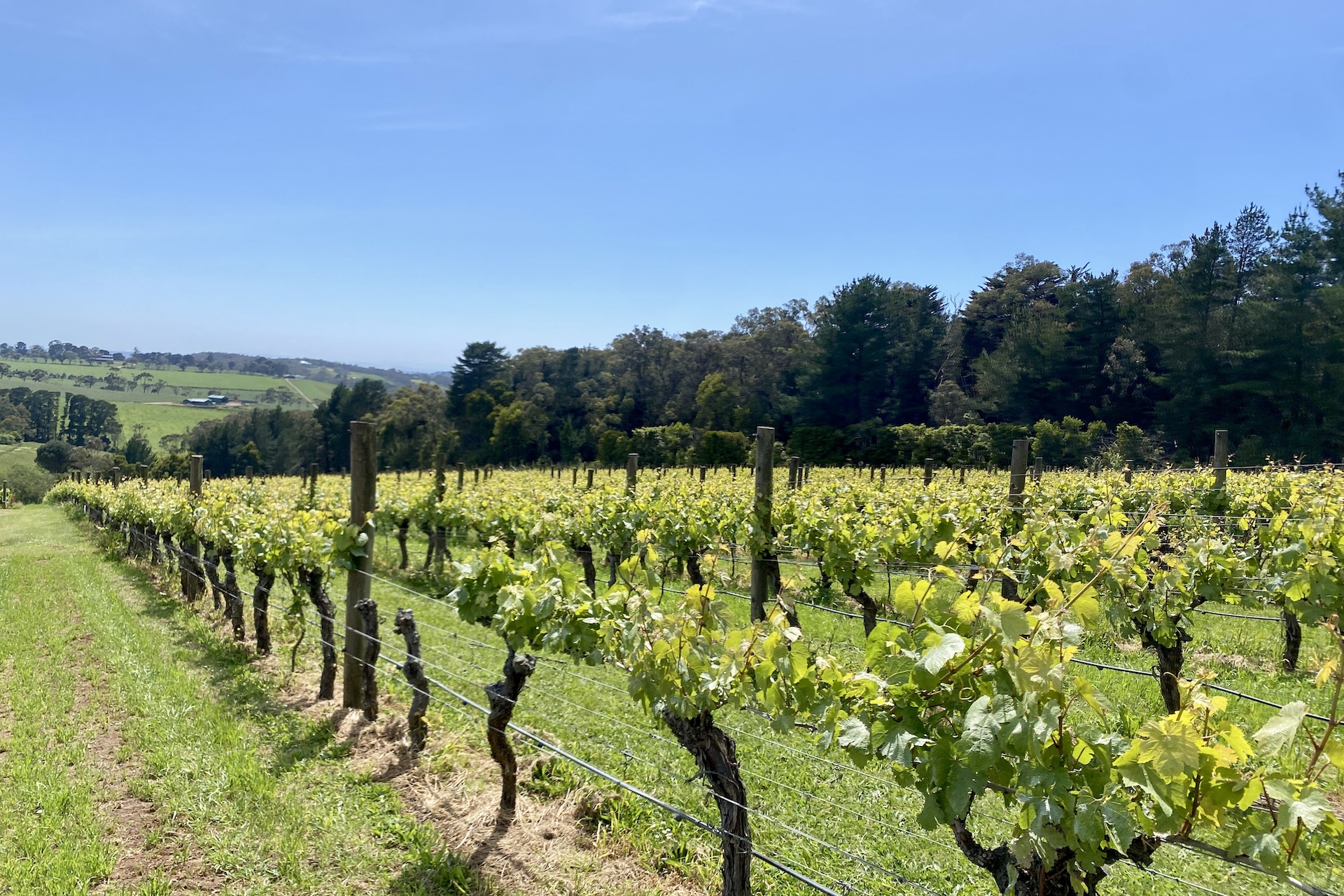 Mornington Peninsula Victoria | Cool Climate Food & Wine Region | Self-Guided Bike Tour