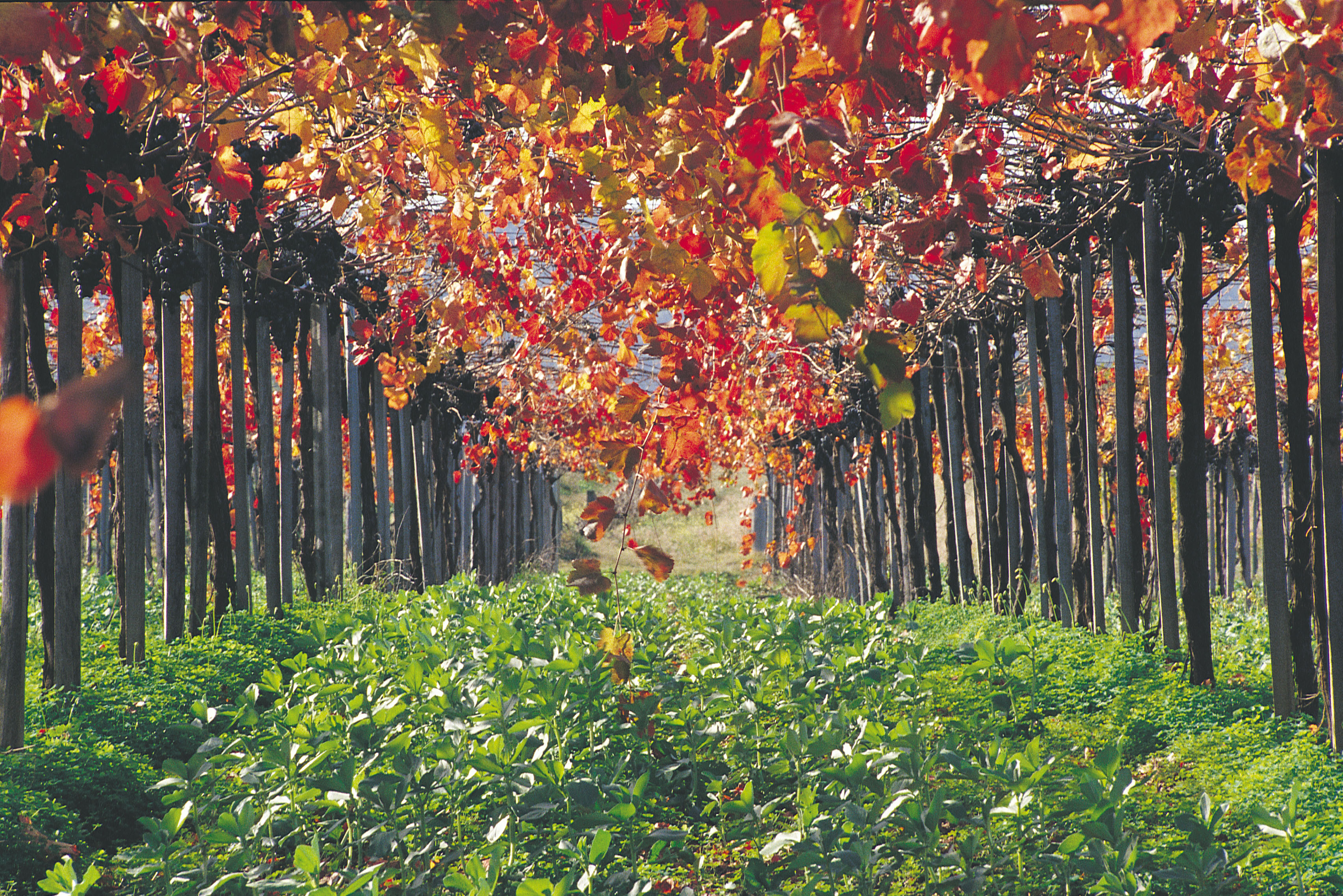 Margaret River PrivateTour