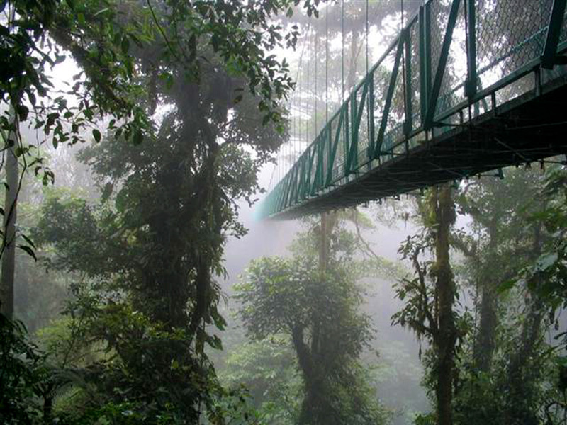 Guided Hike in the Monteverde Cloud Forest Reserve - Caribe ...