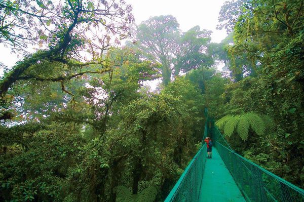 San José to Arenal Day Tour: Hanging Bridges + Lunch + Hot Springs + Dinner