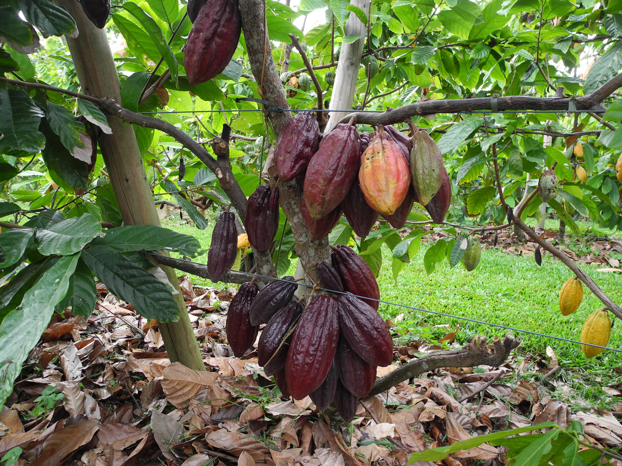 Charley's Chocolate Tour
