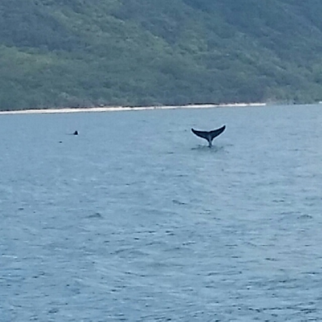 Half Day Kayak Snorkeling Tour