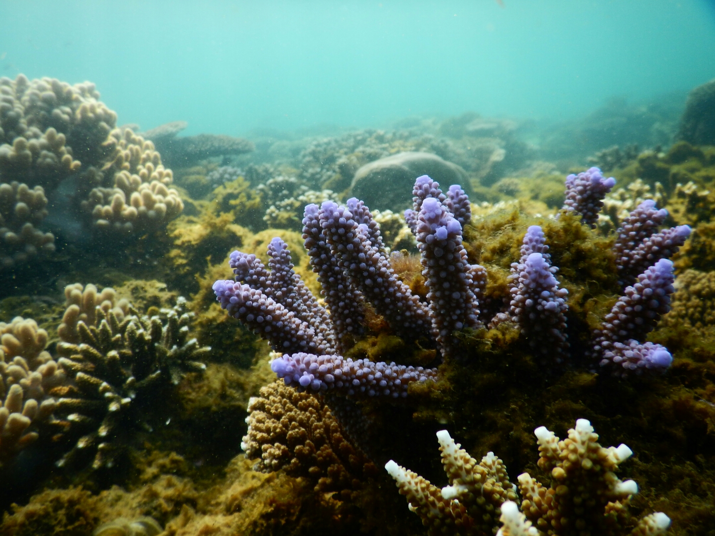Half Day Kayak Snorkeling Tour