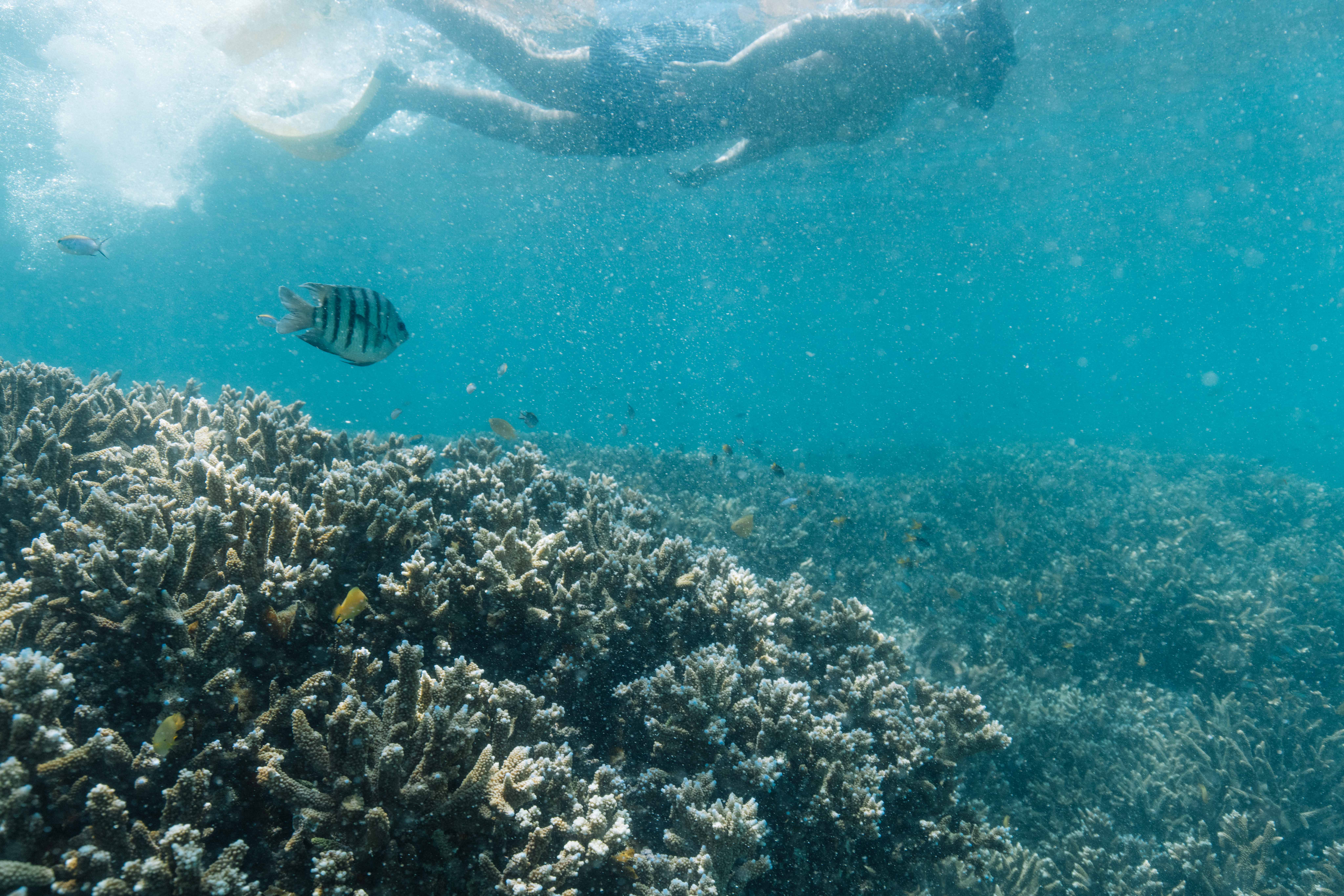 Kraken Keppel Island Adventure