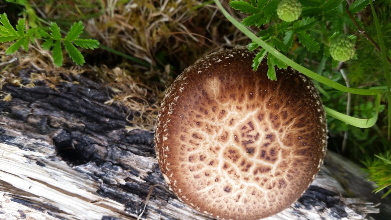 Growing Mushrooms over 2 Consecutive Days The Agrarian Kitchen 