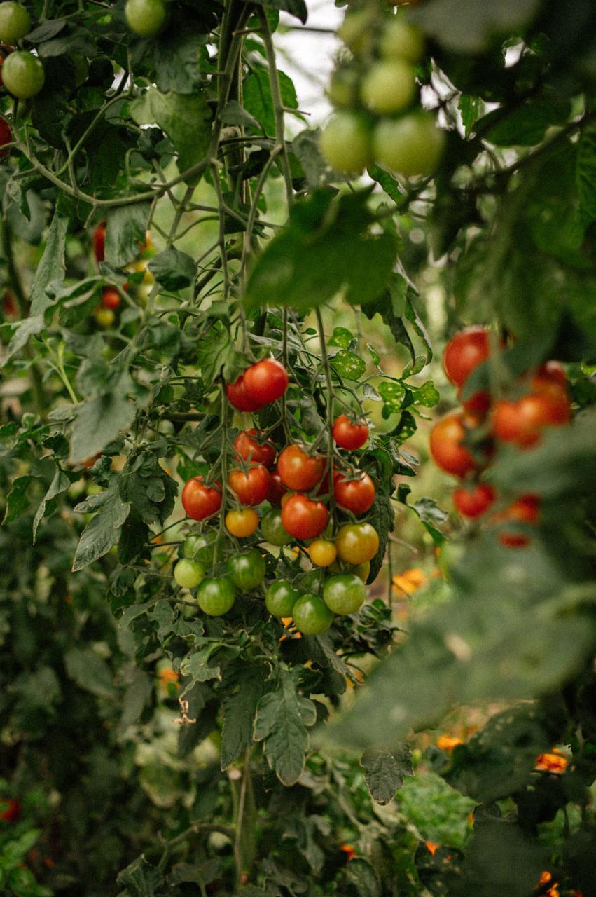 How-To: Tomato Growing