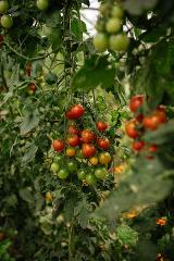 How-To: Tomato Growing