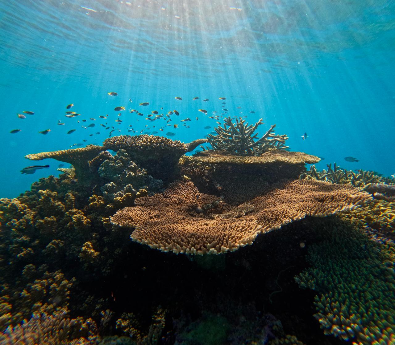 Great Barrier Reef Half Day Snorkelling Tour - Cairns