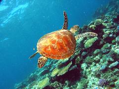 Great Barrier Reef Half Day Snorkelling Tour