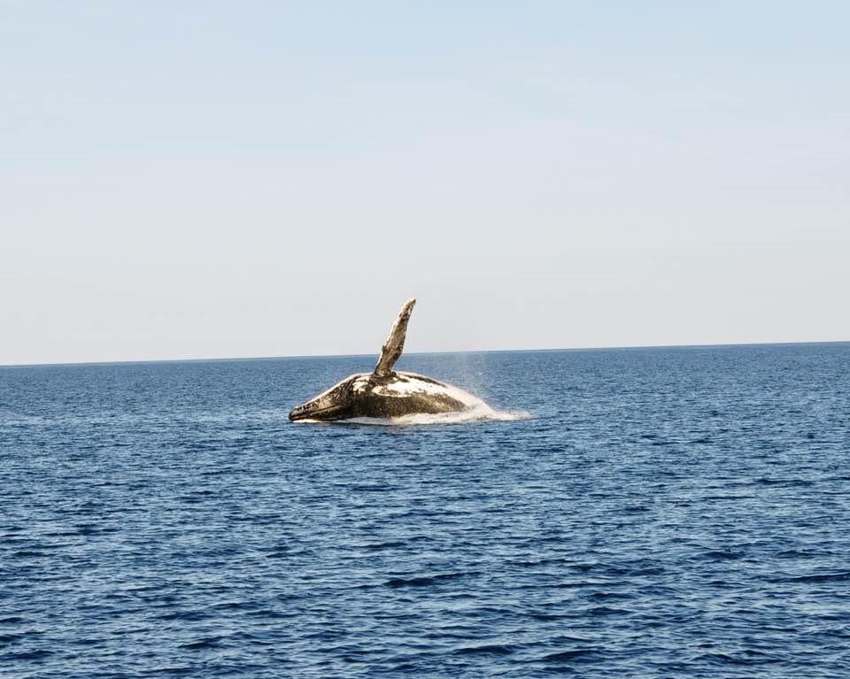 Cruise Keppel Bay with a Chance of Whales!