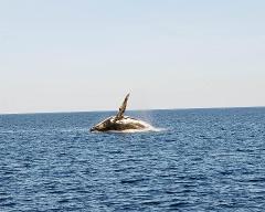 Whale Watching Cruise