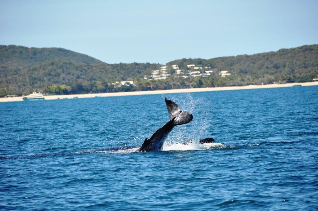 Whale Watching Gift Voucher