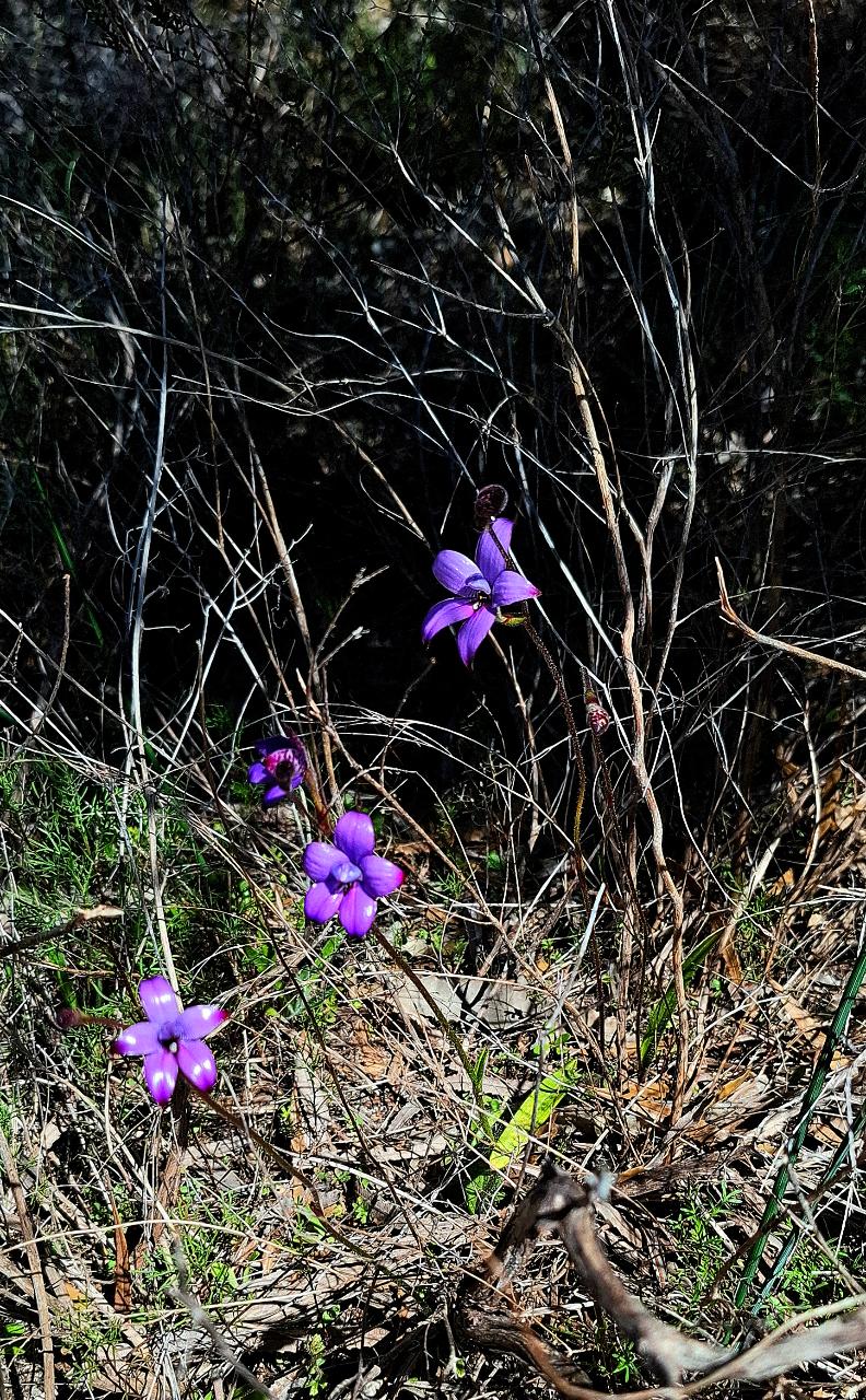 Wildflower Trail - Guided Walk (Groups only)